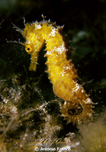 Hippocampus Guttulatus by Antonio Franco 
